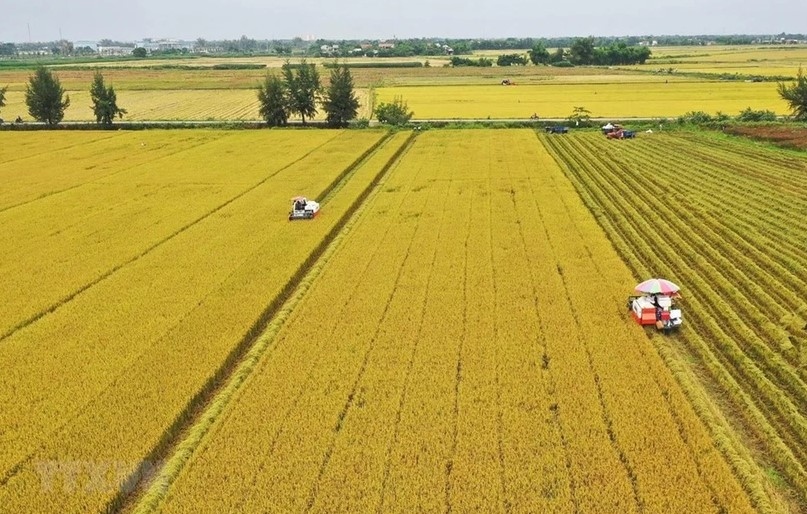 Vietnam needs around US$2.7 billion for 1 million hectare of high-quality rice