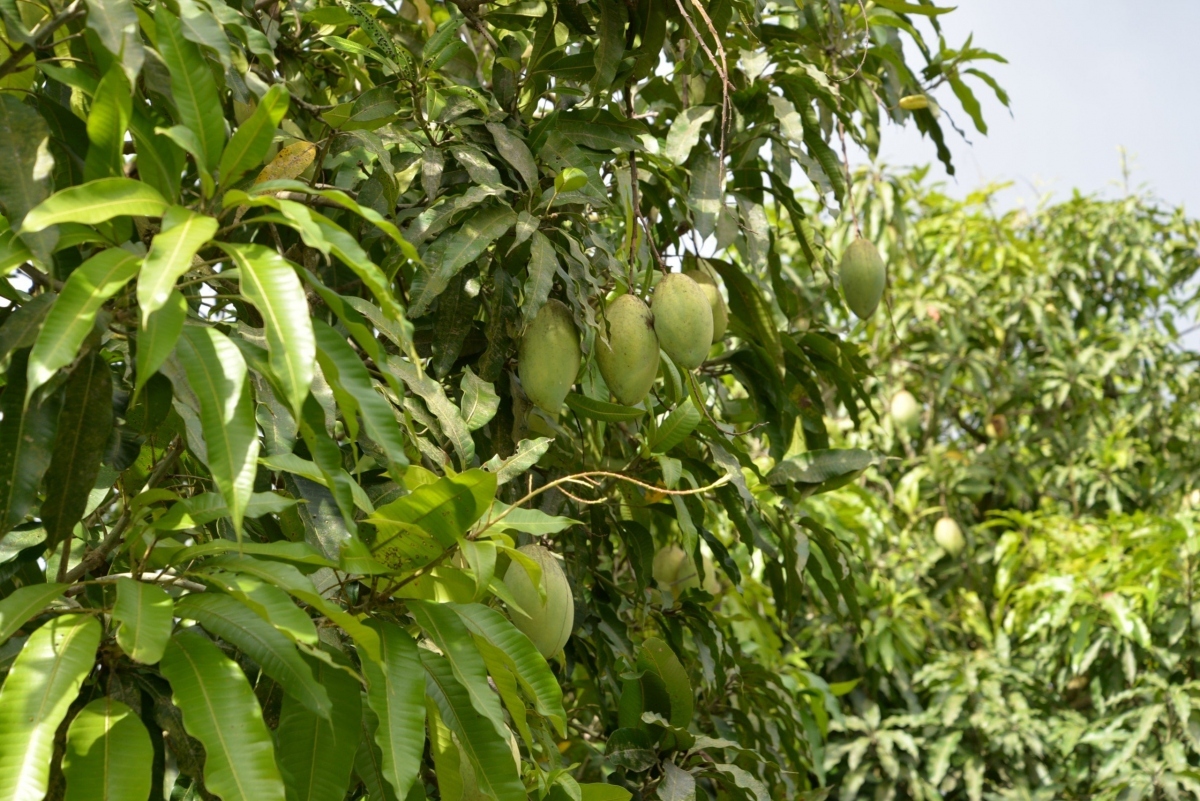 Can Tho exports first batch of mangoes to Australia and US