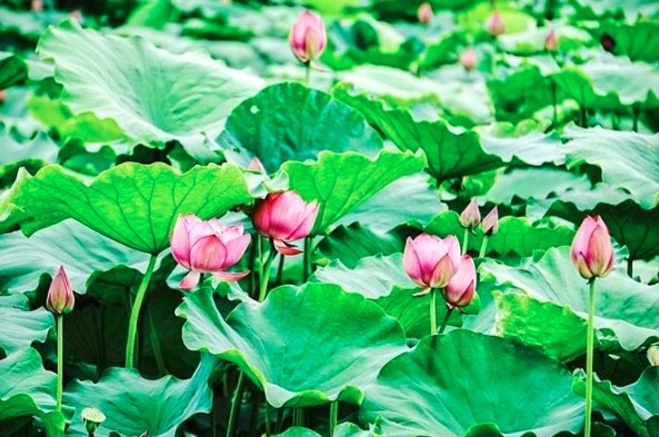 Hanoi ready for first lotus festival