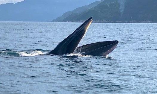 Whale appears in waters off central coast of Vietnam
