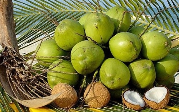 Vietnam's coconut exports to rise remarkably thanks to shipments to China