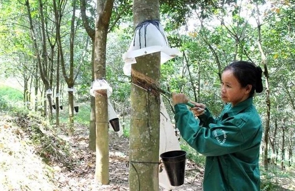 Vietnam's rubber exports reach US$1.7 billion in eight months