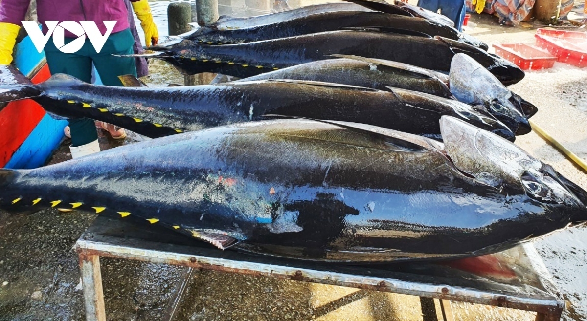 Tuna exports see modest growth over eight-month period