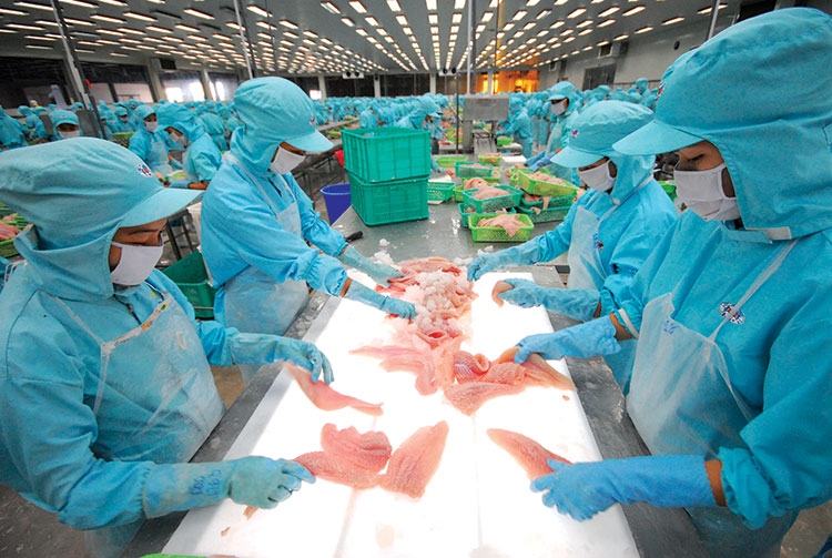 Pangasius exports skyrocket, likely to fulfill US$2 billion export target