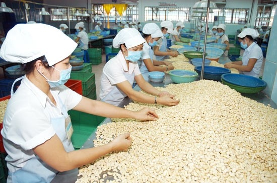 Vietnam emerges as largest importer of cashew nuts from Cambodia