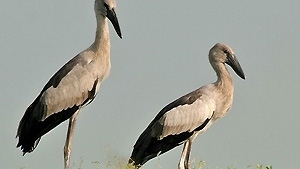 Over 7,000 storks flock to Tram Chim Park