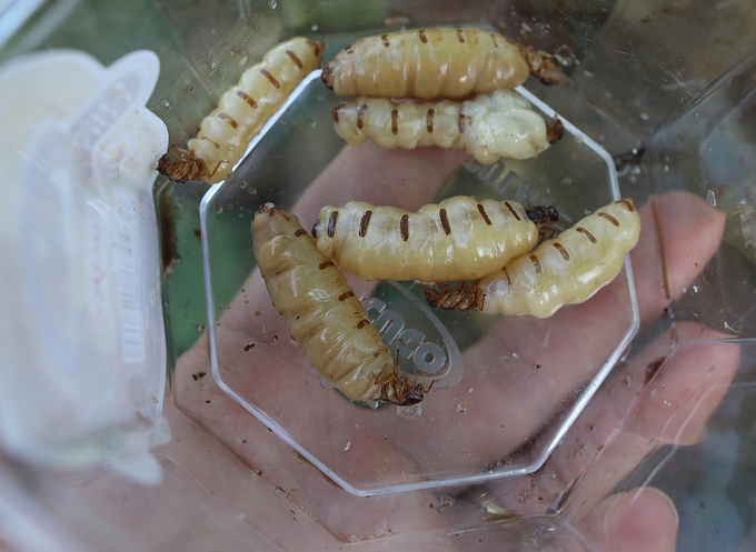 Hunting for protein-rich termite kings in Vietnam