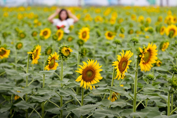 Exploring wild sunflower field in HCM City