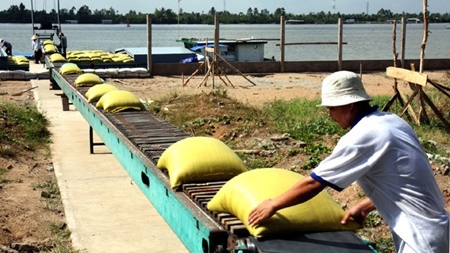 Vietnam rice exports to rise by 6%: FAO