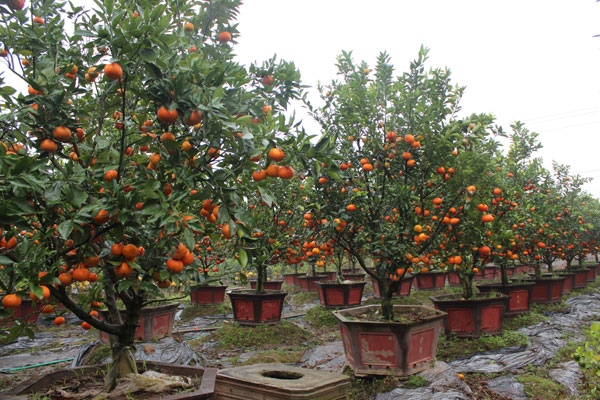 Ornamental red mandarin trees in high demand for Tet