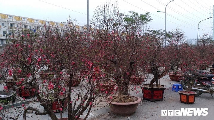 Wild peach blossoms create a buzz among Hanoians