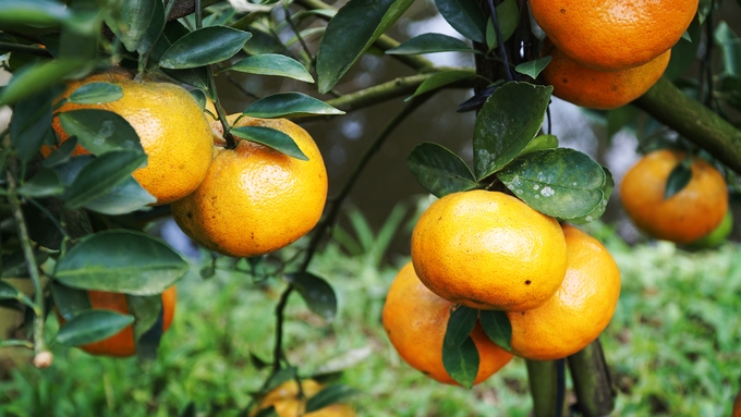 Lai Vung kumquat garden attracts visitors as Tet approaches