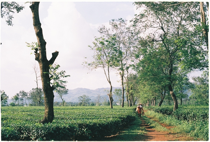 Bien Ho’s tea plantation in Gia Lai