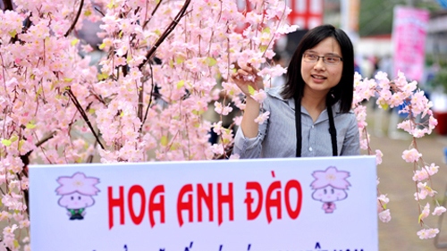 Japanese cherry blossom festival opens in Ha Long