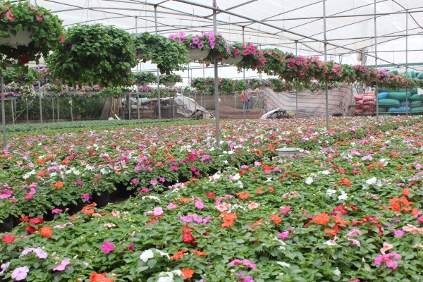 See the wonders of Xuan Quan flower village at its best before Tet