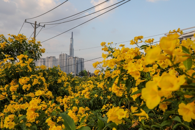 Young people flock to tristellateia australasiae garden in HCM City