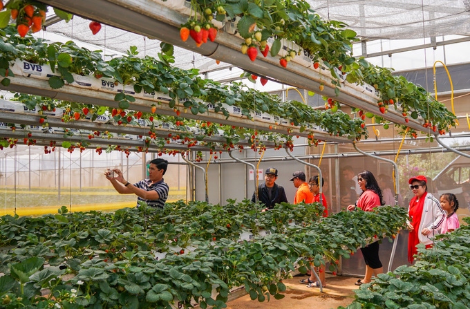 Exploring a hi-tech strawberry garden in Da Lat