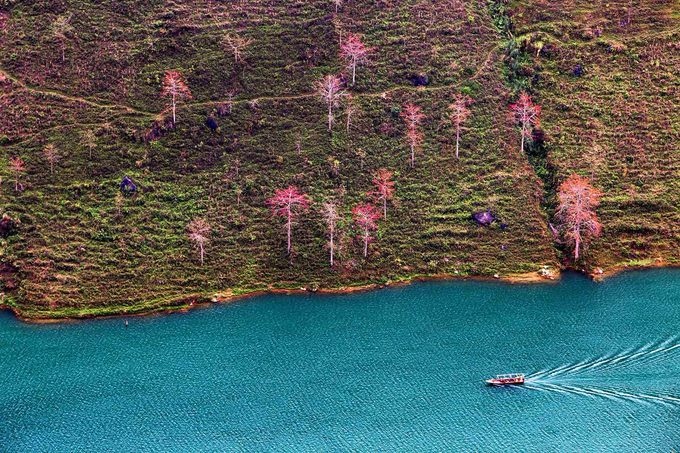 Stunning red silk cotton trees in Ha Giang prove hit among visitors
