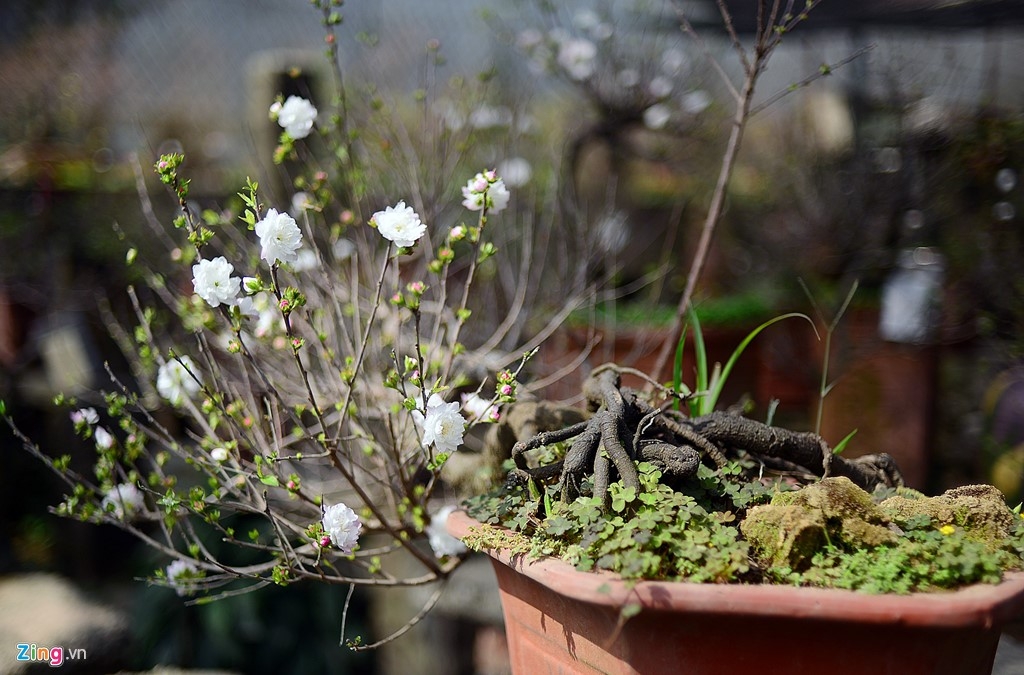 White apricot trees more expensive this TET