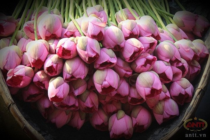 Lotus ponds lead to blossoming profits for Hanoi growers