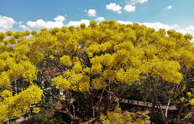 Bao Loc city sees stunning yellow-flamboyant flowers in full bloom