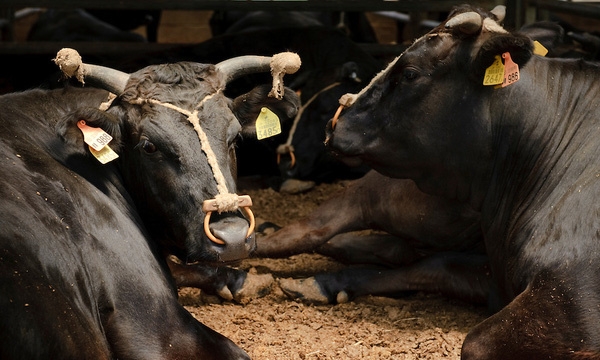 Get premium Japanese beef for ‘cheap’ in Vietnam