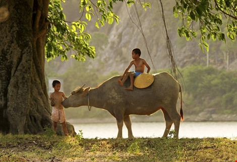 Buffalo boys of Nghe An Province