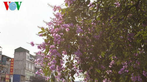 Crape myrtle blooms on Hanoi streets