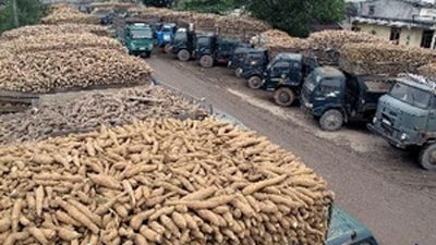 Bright prospects for cassava exports