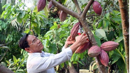 Vietnam looks to good fortune in cacao development