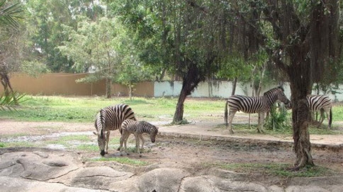 Dai Nam zoo welcomes newborn zebra