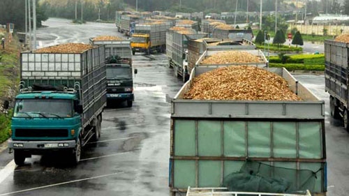 137,000 tonnes of wood chip leave Quang Ngai ports
