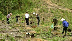 Vietnam leads way in forest protection