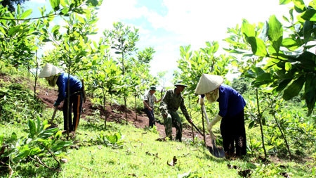 Quang Ngai increases afforestation efforts