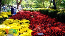 Flower markets add colour to the pre-Tet atmosphere