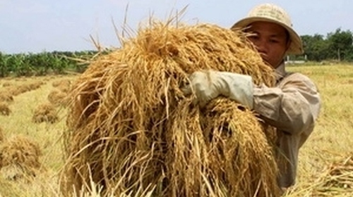Grain output in 2012 estimated at 48.5 mln tones