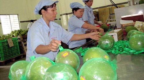 Vietnam resumes fruit export to EU