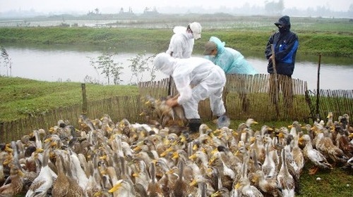 Intensifying bird flu prevention measures