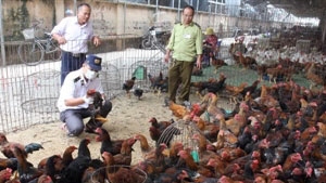 Health Ministry warns risk of A/H5N8 virus spread
