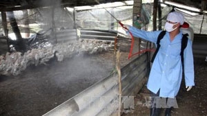 Hai Duong declares H5N1 flu outbreak