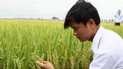 New MoU boosts Vietnam-IRRI rice cooperation