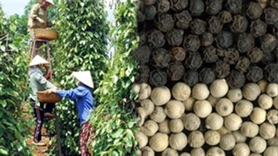 Pepper exports hit US$743 million in nine months