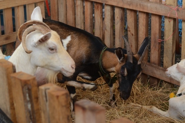 Special Report: Central Livestock Market in Southern Border Region