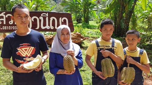 Lin Krabi durian sells very well, raises high income