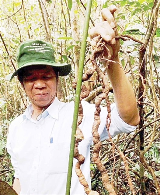 Precious ginseng found in Quang Nam