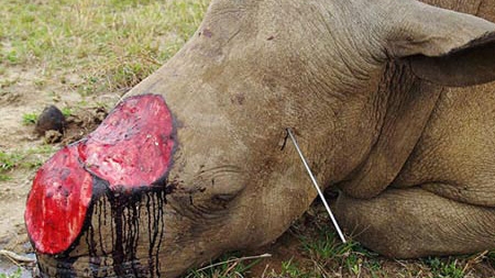 Vietnam urged to reduce demand for rhino horns