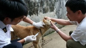Vietnam aims to eradicate rabies by 2020