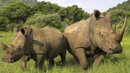 World Rhino Day marked in Vietnam