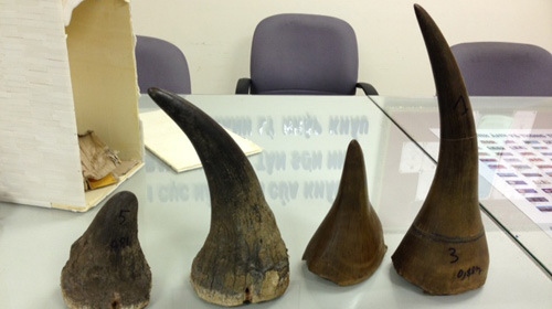 Rhino horns seized at HCM City airport