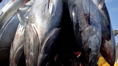 Advanced tuna fishing methods to be expanded